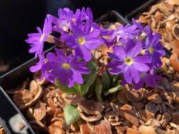 Attēlu rezultāti vaicājumam “Primula farinosa flower”