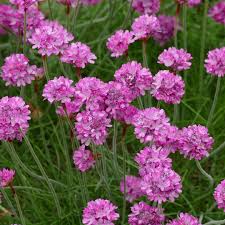 Attēlu rezultāti vaicājumam “Armeria vulgaris”