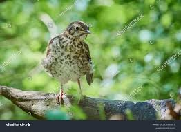 Attēlu rezultāti vaicājumam “Turdus pilaris juvenile”