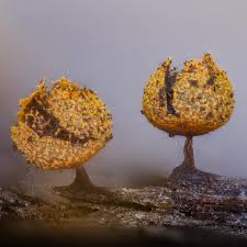 Attēlu rezultāti vaicājumam “Physarum auriscalpium sessile”