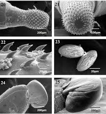 Attēlu rezultāti vaicājumam “Pica pica adult”