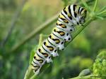 Caterpillar
