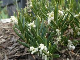 Attēlu rezultāti vaicājumam “Andromeda polifolia fruit”