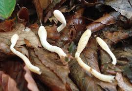 Attēlu rezultāti vaicājumam “Podostroma leucopus”