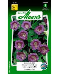 Image result for Glockenrebe