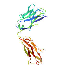 Image result for b%FD%E7ak anatomisi