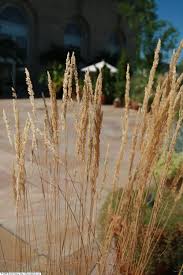 Attēlu rezultāti vaicājumam “Calamagrostis arundinacea”