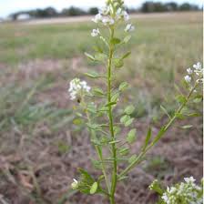 Attēlu rezultāti vaicājumam “Enteridium liceoides young”
