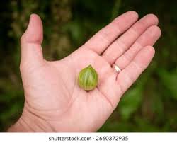 Attēlu rezultāti vaicājumam “Ribes uva-crispa fruit”