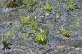 Attēlu rezultāti vaicājumam “Sphagnum cuspidatum”