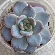 Image result for Mehikasvi