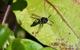 Attēlu rezultāti vaicājumam “Ancistrocerus sp.”