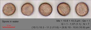 Attēlu rezultāti vaicājumam “Comatricha alta spores”