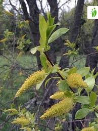 Attēlu rezultāti vaicājumam “Salix pentandra fruit”