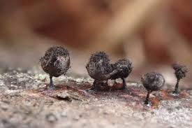 Attēlu rezultāti vaicājumam “Lamproderma ovoideum”