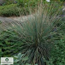 Attēlu rezultāti vaicājumam “Helictotrichon pratense”