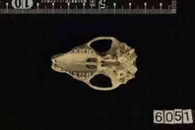 Attēlu rezultāti vaicājumam “Erinaceus sp.”