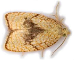 Attēlu rezultāti vaicājumam “Acleris forsskaleana”