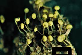 Attēlu rezultāti vaicājumam “Physarum viride macro”