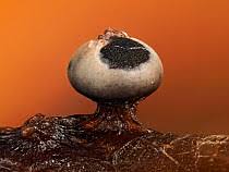 Attēlu rezultāti vaicājumam “Diderma umbilicatum stalked”