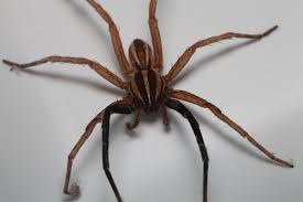 Image result for spider