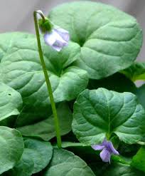 Attēlu rezultāti vaicājumam “Viola palustris”