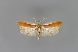 Attēlu rezultāti vaicājumam “Ypsolopha parenthesella”