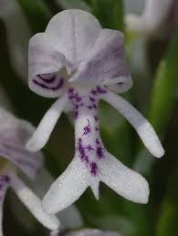 Attēlu rezultāti vaicājumam “Orchis militaris flower”