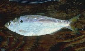 Image result for Dorosoma cepedianum