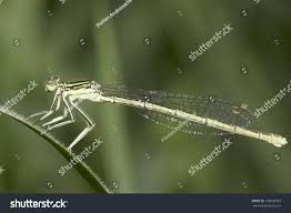 Attēlu rezultāti vaicājumam “Platycnemis pennipes female”