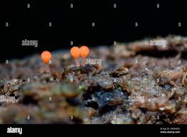 Attēlu rezultāti vaicājumam “Trichia sp.”