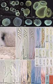 Attēlu rezultāti vaicājumam “Hyaloscypha hyalina”