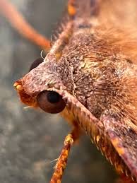 Attēlu rezultāti vaicājumam “Plagodis pulveraria”