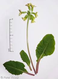 Image result for Primula elatior