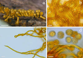 Attēlu rezultāti vaicājumam “Oligonema persimile macro”