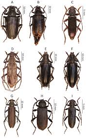 Attēlu rezultāti vaicājumam “Meloe sp. imago”