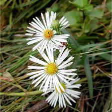 Image result for Aster lanceolatus