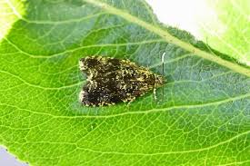 Attēlu rezultāti vaicājumam “Celypha siderana”