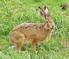 Attēlu rezultāti vaicājumam “Lepus europaeus”