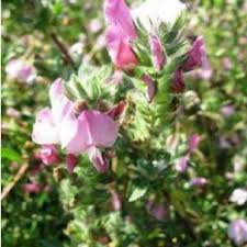 Attēlu rezultāti vaicājumam “Ononis arvensis”