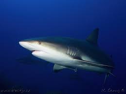 Image result for Carcharhinus perezii