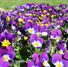 Attēlu rezultāti vaicājumam “Viola tricolor flower”