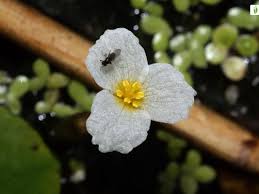 Attēlu rezultāti vaicājumam “Hydrocharis morsus-ranae flower”