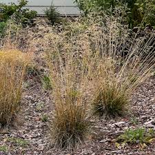 Attēlu rezultāti vaicājumam “Deschampsia cespitosa”