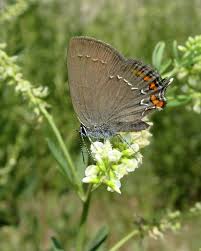 Attēlu rezultāti vaicājumam “Satyrium ilicis underside”