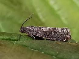 Attēlu rezultāti vaicājumam “Grapholita funebrana”