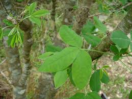 Attēlu rezultāti vaicājumam “Laburnum anagyroides leaf”