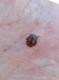 Attēlu rezultāti vaicājumam “Chrysolina staphylaea”