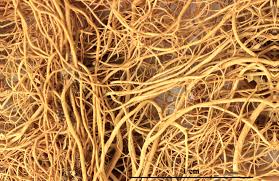 Attēlu rezultāti vaicājumam “Bryoria capillaris”