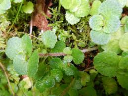 Attēlu rezultāti vaicājumam “Chrysosplenium alternifolium leaf”